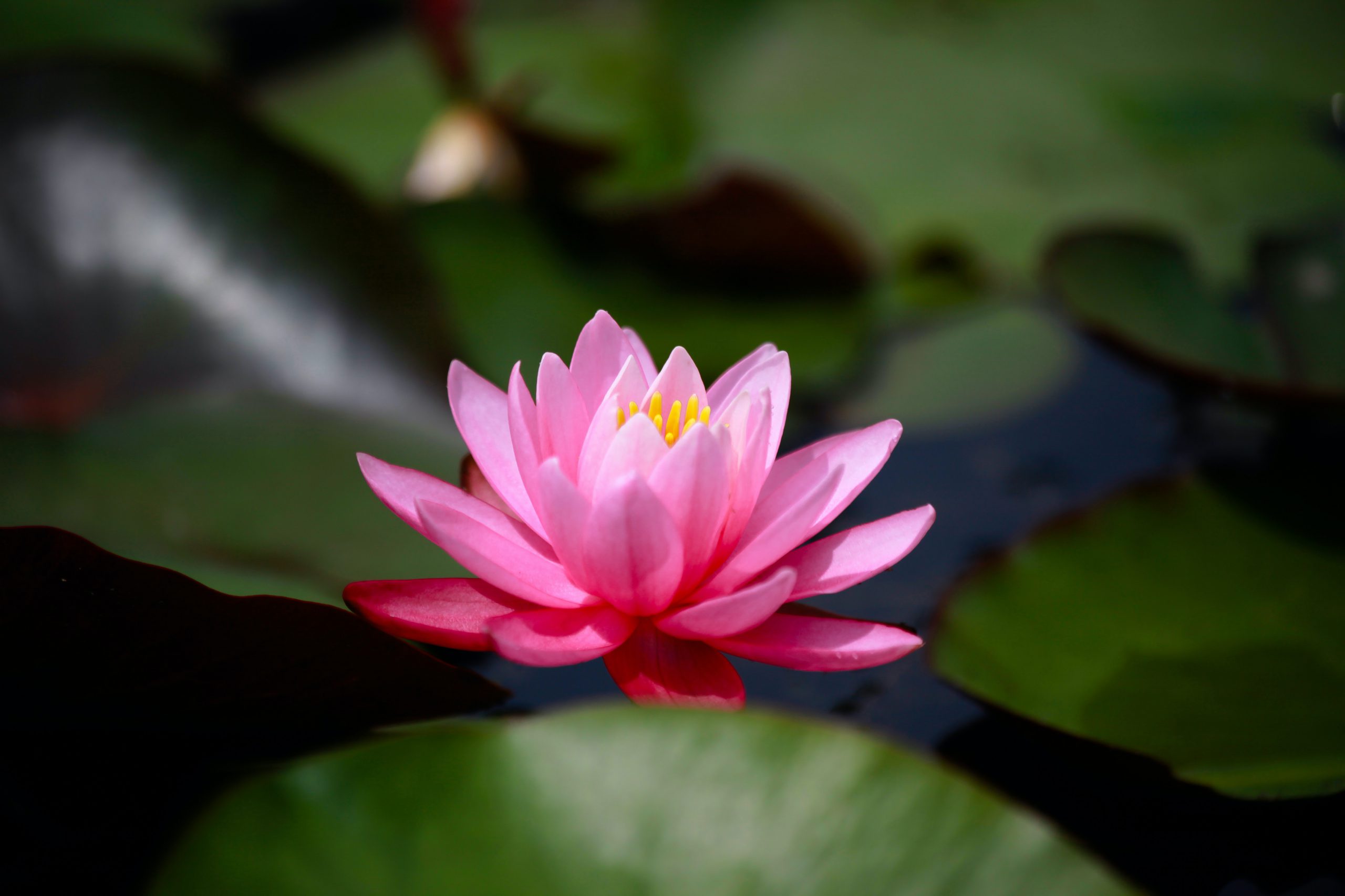 An image of a vibrant pink water lily